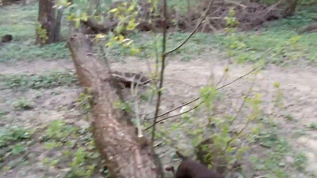 Курцхаар Ася на буме смотреть онлайн