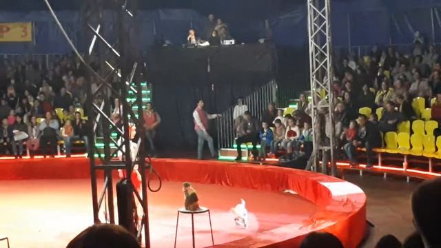 Цирк розовый слон смотреть онлайн