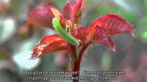 Гусеницы на розах: чем обработать цветы от вредителей