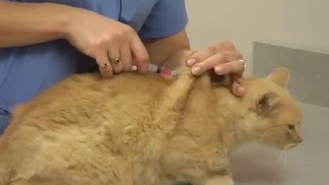 Local Experts Granite City Pet Hospital: How to Inject a Cat смотреть онлайн