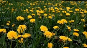 Окружающий мир. «Одуванчик»