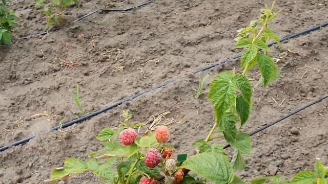 Малина Ovation (Овация), первые ягоды.