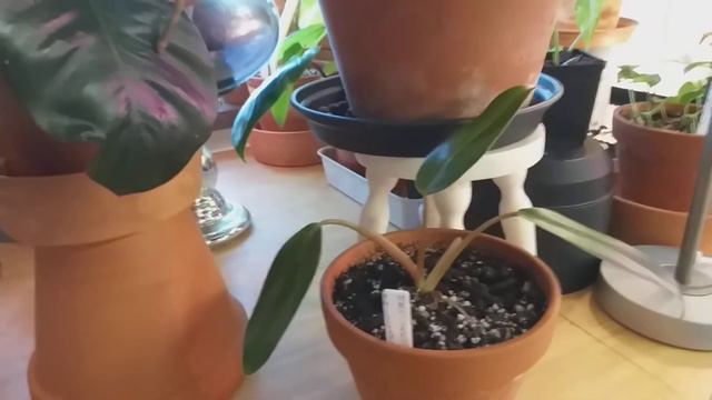PHILODENDRON TUXLA(NUM), RED QUEEN VS. PHILO MEXICANUM. смотреть онлайн