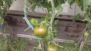 Сибирь. Обзор и дегустация томата Харвард Сквер.