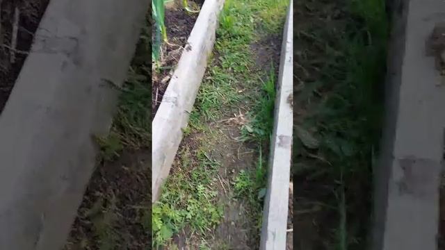 Как вырастить крупный чеснок смотреть онлайн