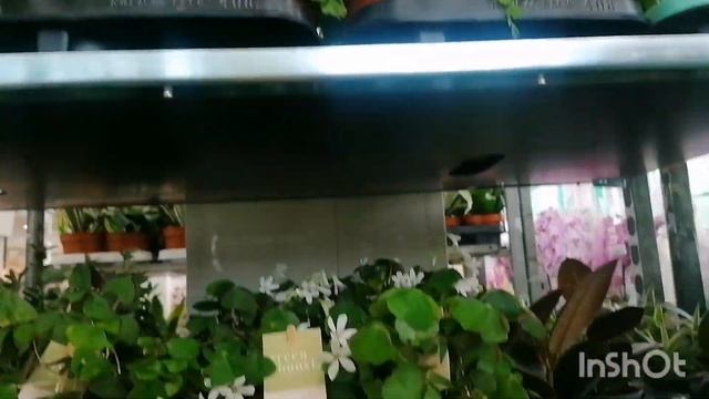 Прогулка за городом Московская область и обзор Еврофлор- крупнейший магазин растений в Москве. смотреть онлайн