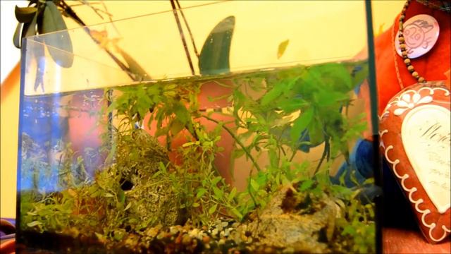 Bojovnica_beta splendens [how to cleaning aquarium] смотреть онлайн