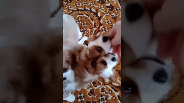 Щенки Кавалер кинг чарльз спаниель, п-ик Сибирский стиль.