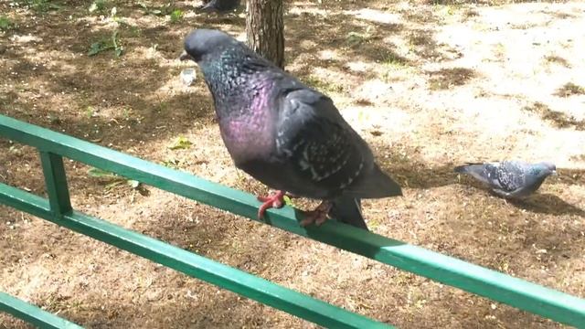 Голубь с покалеченными лапами от ниток смотреть онлайн