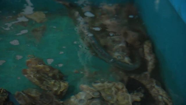 ВЛАДИВОСТОК | Бухта Воевода, полёт на вертолёте и уроки дрифта  | Тревел-шоу 