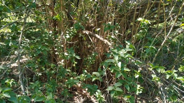 Ава - паразитные привычки охотничьих собак смотреть онлайн