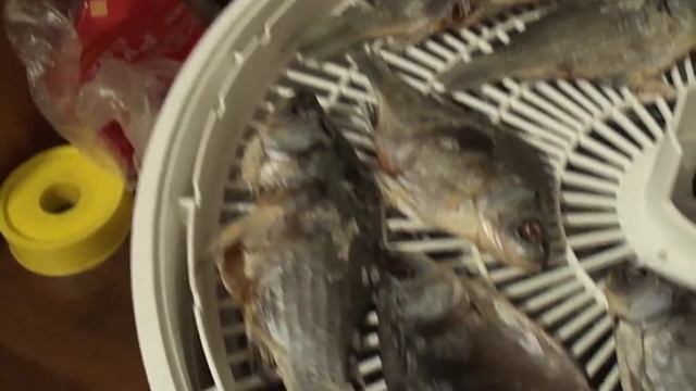 Сушеная и вяленая рыба в электросушилке Волтера -1000//Dried and cured fish смотреть онлайн