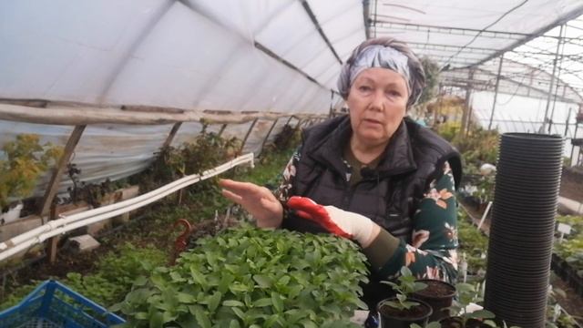 Вероника колосковая для раннего цветения