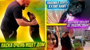 Ласка очень ищет дом. Забрали посылку. Как проходят наши тихие будни.