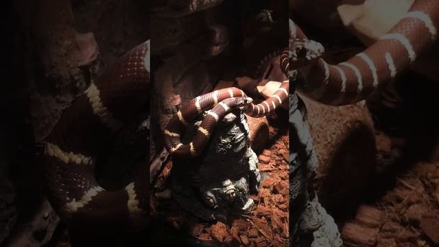 Калифорнийская Королевская змея смотреть онлайн