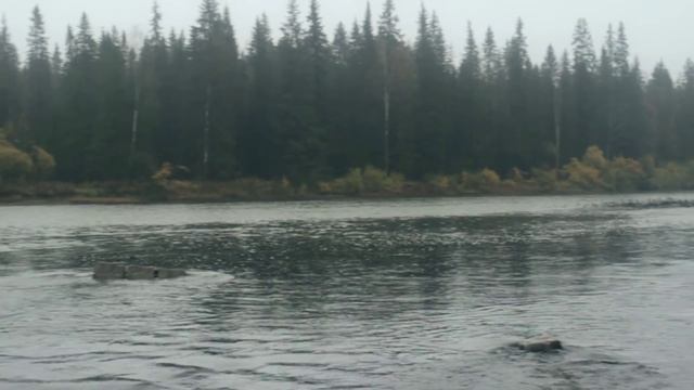 ЖНВ и ДжипТур Северные Басеги 19 20 09 2015 смотреть онлайн