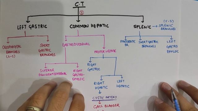 Coeliac Trunk | Branches Of Coeliac Trunk | Abdominal Aorta | Abdomen