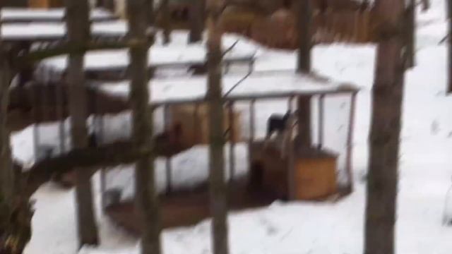 ДЕНЬ БЛОГЕРА. ГДЕ В КЕМЕРОВО МОЖНО ОТДОХНУТЬ. ХАСКИЛЕНД. смотреть онлайн