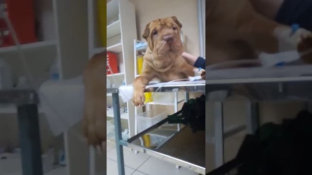 Собаку выбросили с балкона 5-го этажа смотреть онлайн