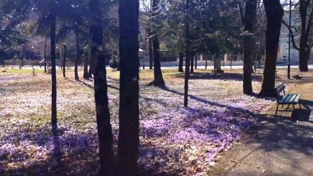 Крокусы в Черногории смотреть онлайн