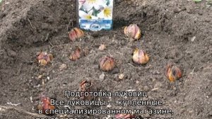 Когда сажать лилии