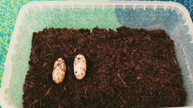 Самка пятнистого эублефара сделала кладку| КТО БУДЕТ ВЫСИЖИВАТЬ ЯЙЦА? смотреть онлайн