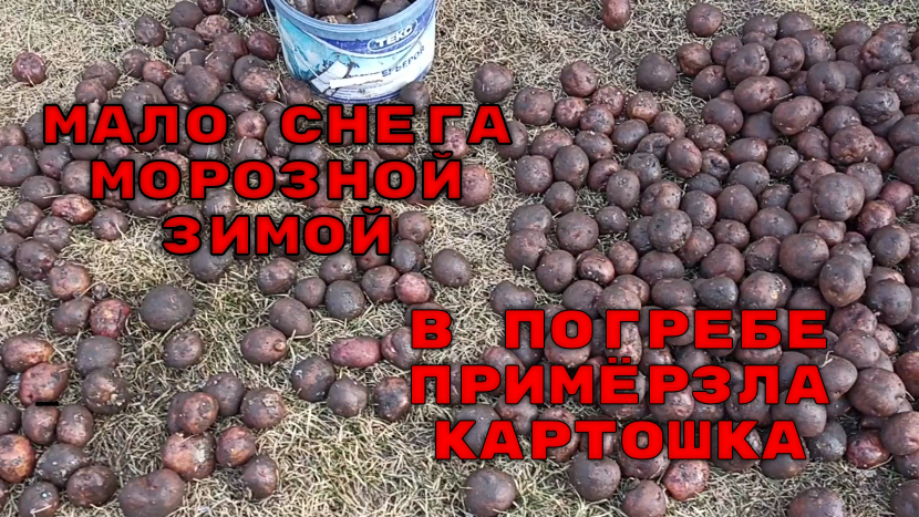 Обзор картофельного погреба после зимы.