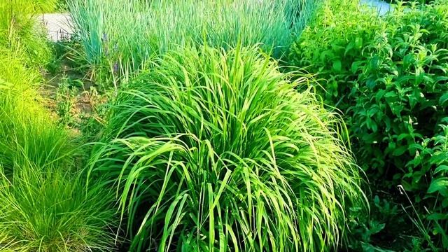 Идеальный БОЛЬШОЙ ЦВЕТНИК: сад трав ЛБ МОХ в июне. смотреть онлайн