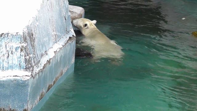 ホウちゃんの好きなオモチャと遊びは・・これでしょ！💗【天王寺動物園】 смотреть онлайн