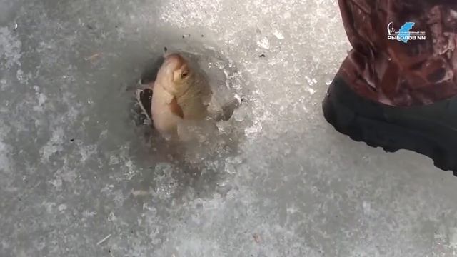 Ловля краснопёрки со льда в Нижегородской обл. смотреть онлайн