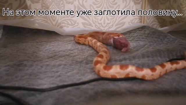 Маисовый полоз ест! смотреть онлайн