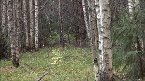 Русская гончая Дон  вл. Горшков С.А.