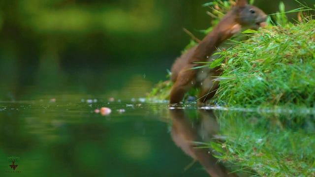 Симфония Уюта: Музыка Релаксации 1 Расслабляющая музыка со звуками природы смотреть онлайн