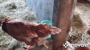 Простуда у куриц или что делать когда птички зачихали.