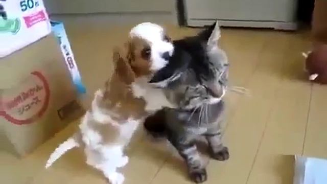 щекон покусывает кота а тот балдеет смотреть онлайн