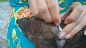 Как вытащить клеща из уха собаки ?
