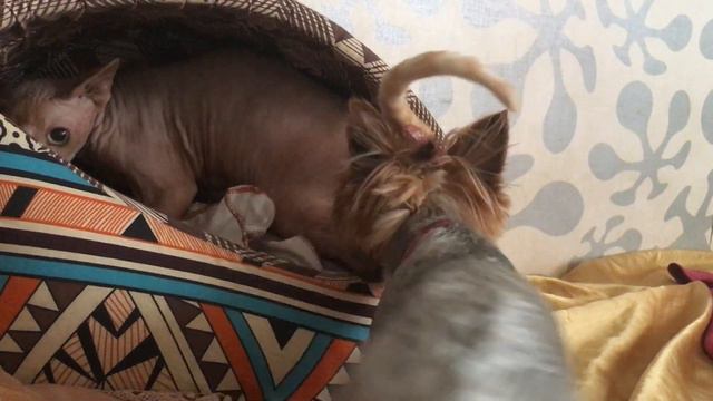 2018 йорик сфинкс кот 9 смотреть онлайн