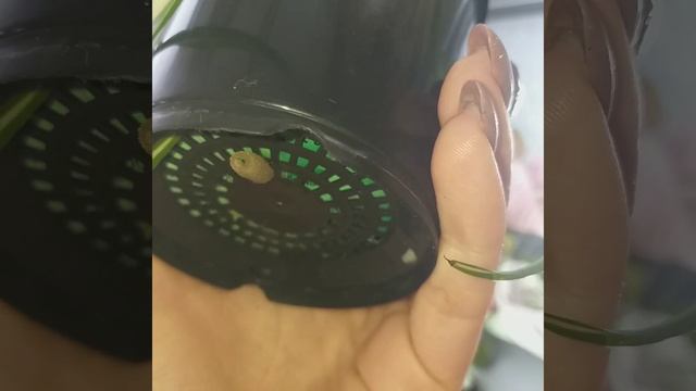 #shorts Невероятные корни Хлорофитума?Они с мизинец?Хлорофитум Бонни (кучерявый) в домашних условия смотреть онлайн