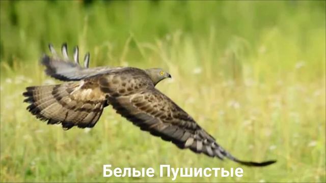 ОСОЕД?/Птицы/Животные/Интересные факты смотреть онлайн