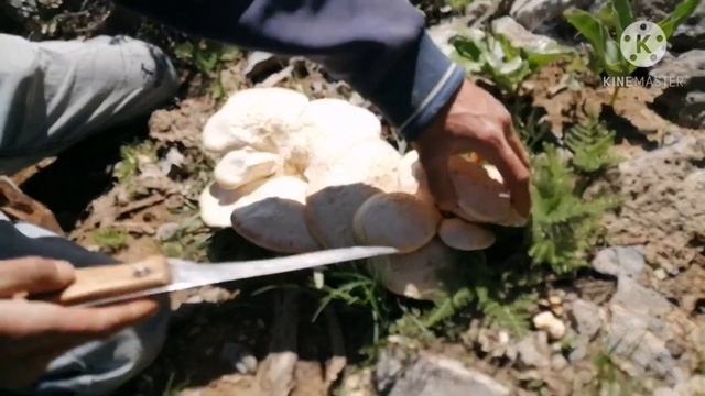 #samarqand #qashqadaryo #shahrisabz #toshkent #uzbekistan#dachasuper #buxoro #x смотреть онлайн