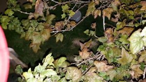 Как избавиться от земляных ос СВОИМИ РУКАМИ ✔ Смотри и учись!