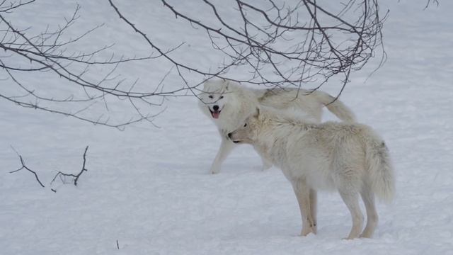 Мужчина спас в лесу волчонка, а спустя 2-недели волчица мать отблагодарила его той же монетой... смотреть онлайн
