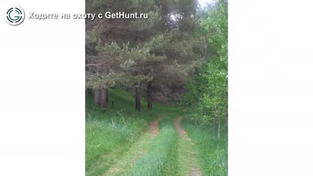 Охота в Саратовской области – ООО "Приречное" охота на лося в Саратовской области смотреть онлайн