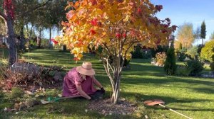 Калина , уход , обрезка формирование в тишине .