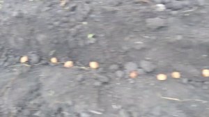 КАК ВЫРАСТИТЬ БОЛЬШОЕ АБРИКОСОВОЕ ДЕРЕВО ИЗ КОСТОЧКИ