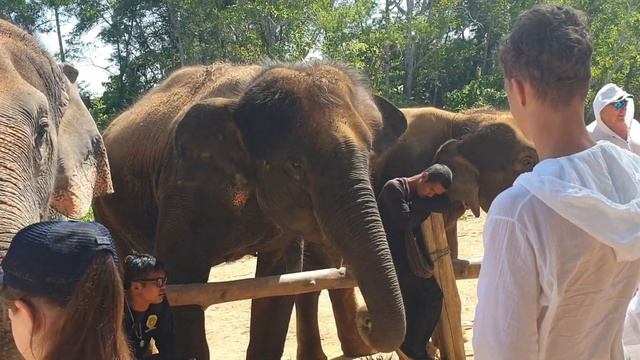 Кормим слоников в Тайланде!!! Кому, что можно, кому нет.... смотреть онлайн