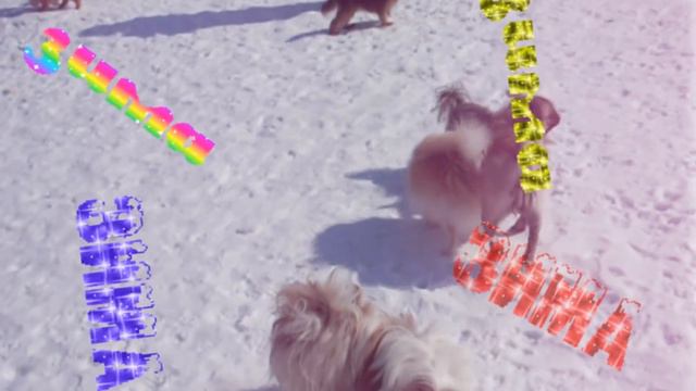 2018 год ЖЕЛТОЙ собаки. Можно смело приниматься за любые дела. смотреть онлайн