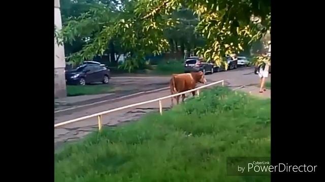 Бык в красноярске, погнался за парнем! смотреть онлайн