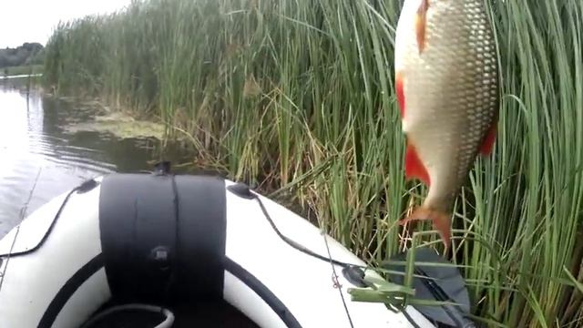 89 КРУПНАЯ ОСЕННЯЯ КРАСНОПЁРКА НА УДОЧКУ. СЕКРЕТЫ ЛОВЛИ // Russia Volga Fishing line смотреть онлайн