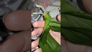 ОРХИДЕИ И ПОЛЬЗА ПЕРЕКИСИ ВОДОРОДА! КАК Я НА ПРАКТИКЕ ПРИМЕНЯЮ ПЕРЕКИСЬ ВОДОРОДА  ДЛЯ ОРХИДЕЙ!??